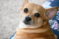 Dogs